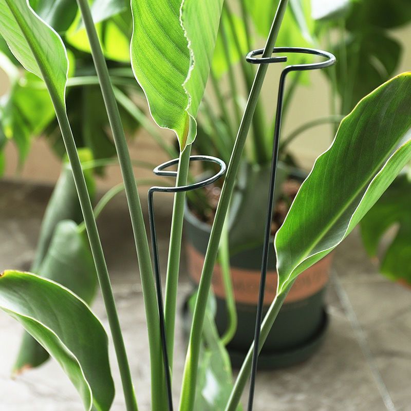 Anillo de estaca de soporte pa - Gardening Tools Hoe reseña y precio