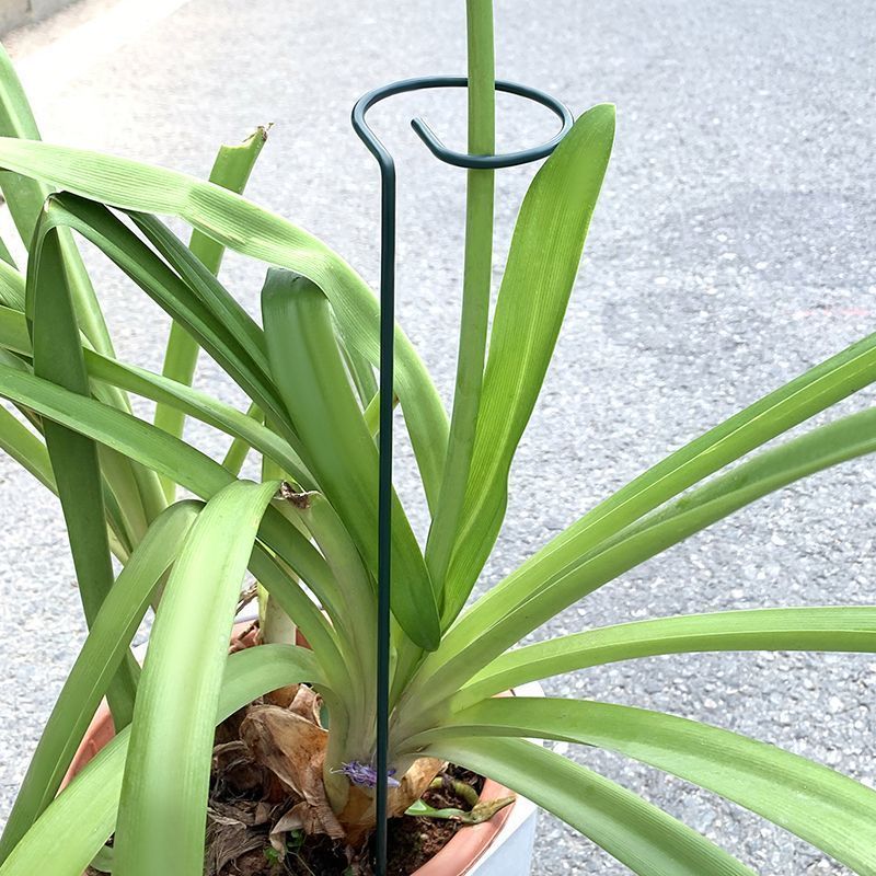 Soporte de arbustos para plant - Gardening Tools Hoe reseña y precio