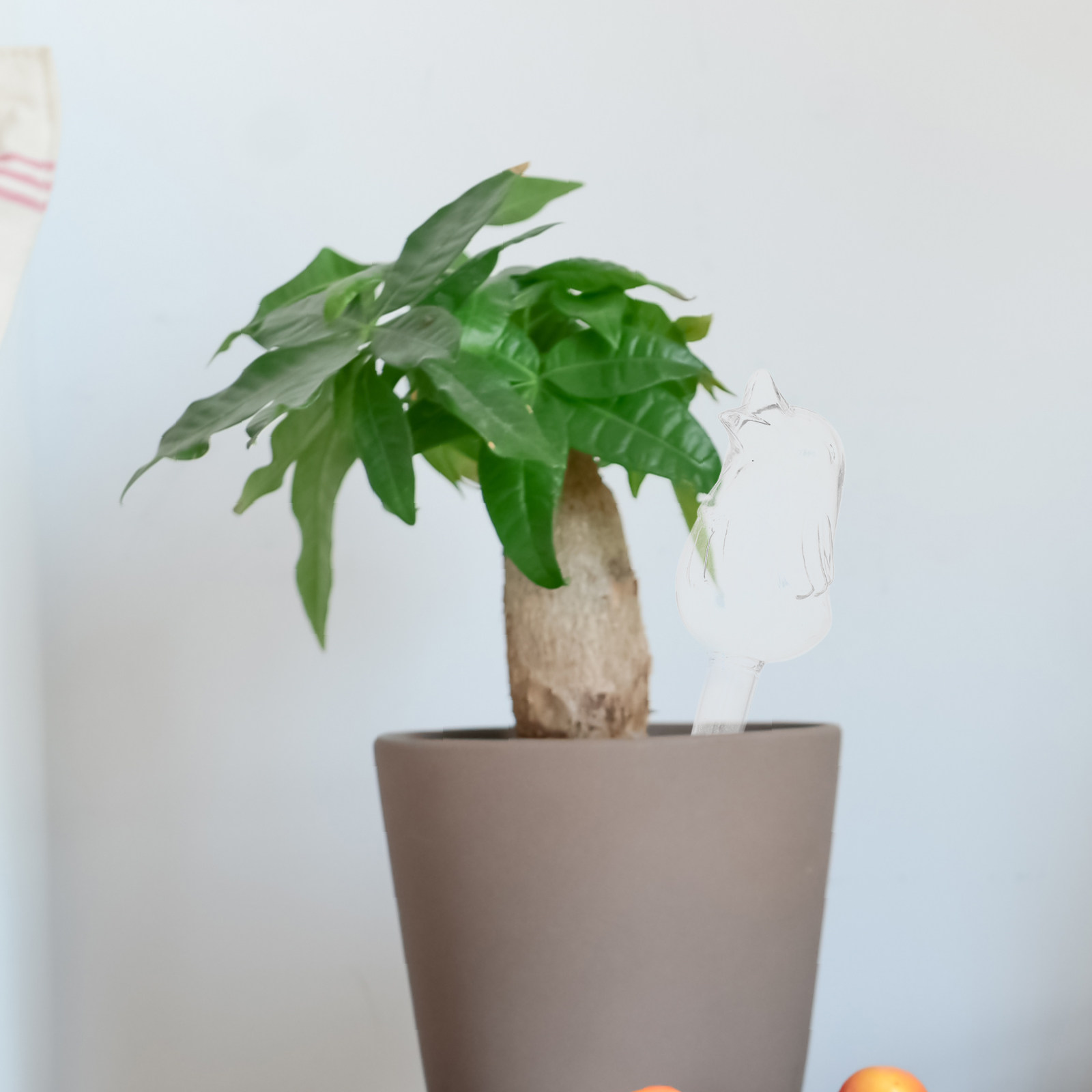 Globos de Riego de Vidrio con  - Automatic Plant Waterer reseña y precio